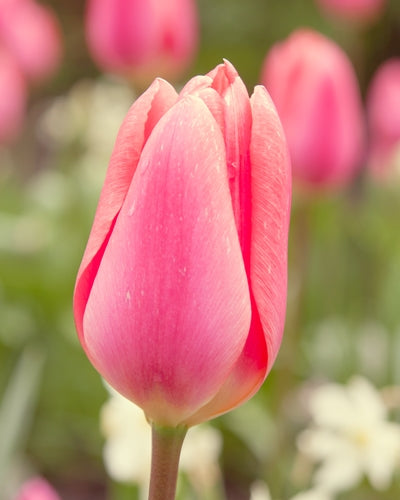 Tulipa 'Menton'