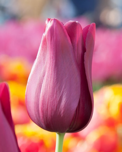 Tulipa "Merlot"