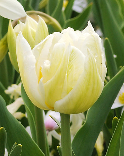 Tulipa "Mondial"