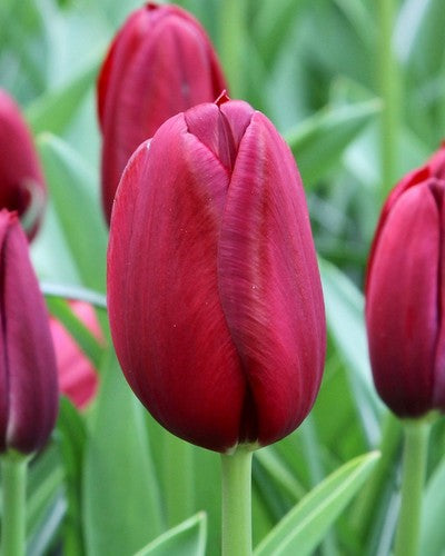 Tulipa "National Velvet"