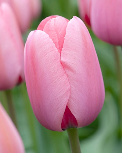 Tulipa 'Pink Impression'