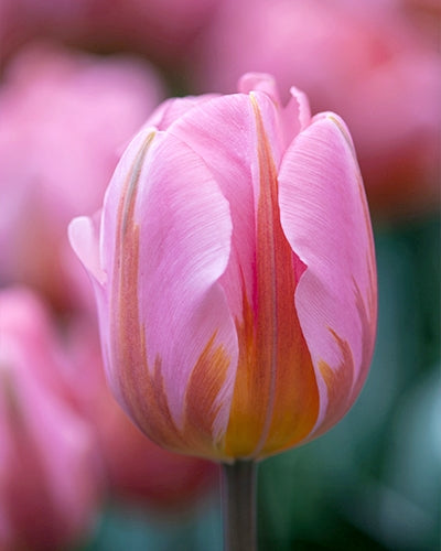 Tulipa 'Pretty Princess'