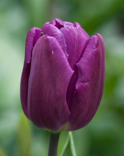 Tulipa 'Purple Prince'