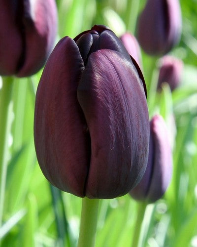 Tulipa "Yön kuningatar"