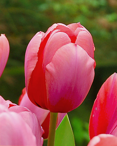 Tulipa 'Renown'