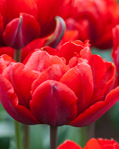 Tulipa 'Red Princess'