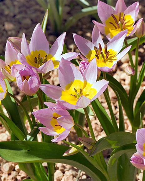 Tulipa saxatilis