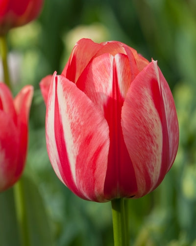 Tulipa 'Spryng Break'