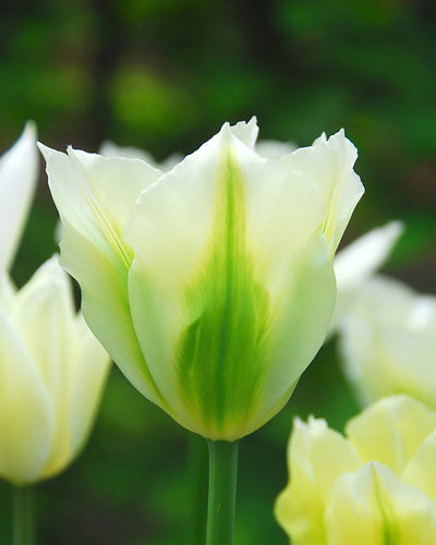 Tulipa 'Spring Green'