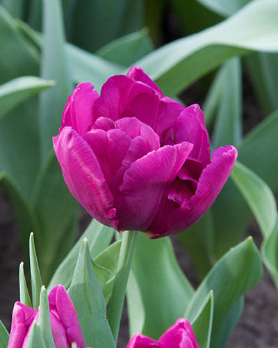 Tulipa 'Showcase'