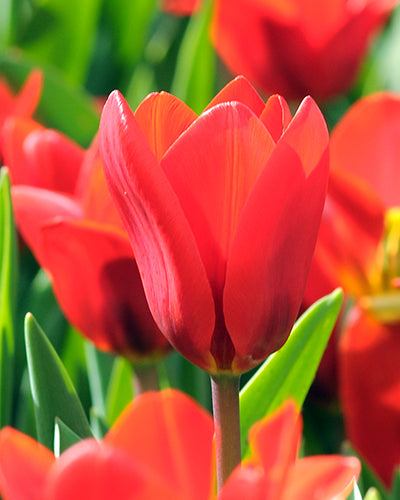 Tulipa 'Showwinner'