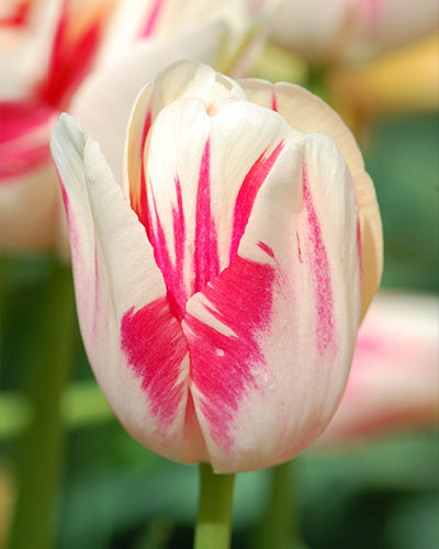 Tulipa 'Sorbet'