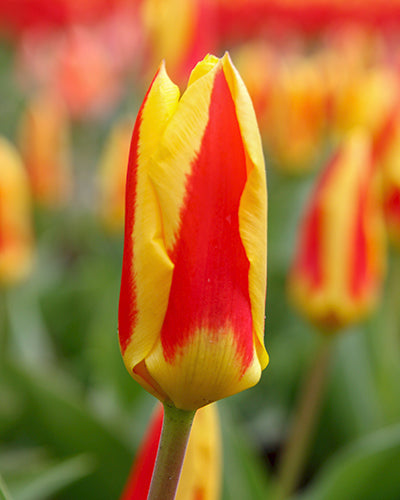 Tulipa 'Stresa'