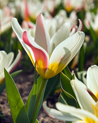 Tulipa "Ensimmäinen"