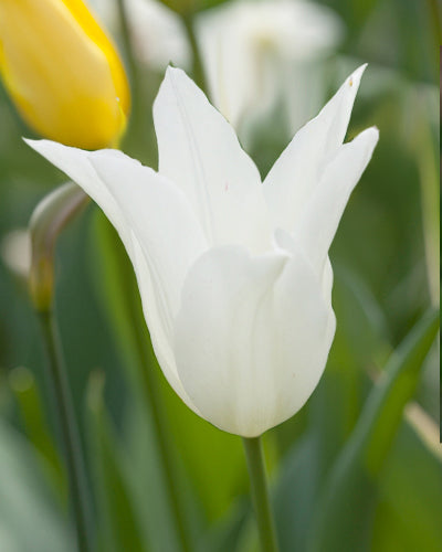 Tulipa 'White Triumphator'