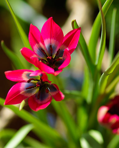 Tulipa "Pikku kaunotar"