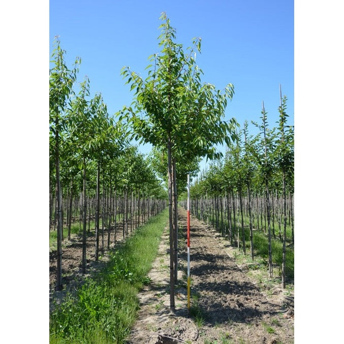 Sötkörsbär - Prunus avium  - Stammens omkrets 14-16 cm, höjd 3,5-4 meter,  HS,