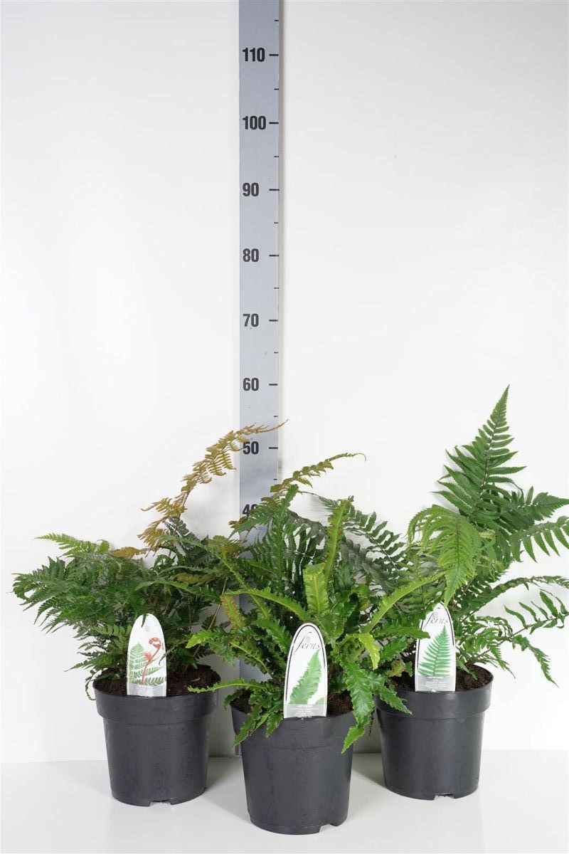 Ormbunkar i sorter C3 (3 liters kruka) / 19 cm kruka