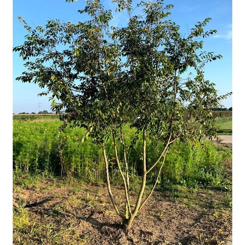 Vinterkörsbär - Prunus subhirtella &