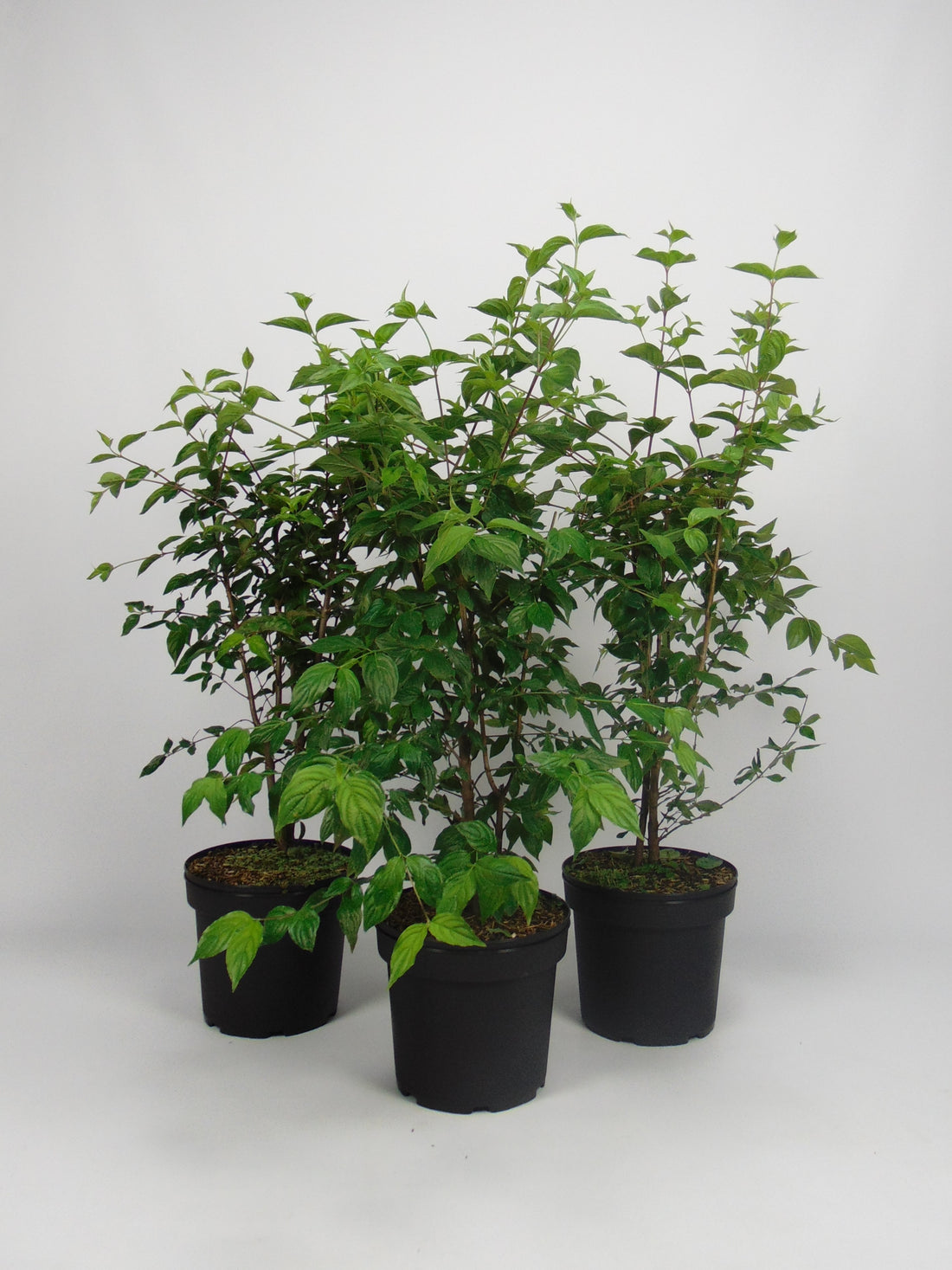 Kornell -  C2.5 60-100