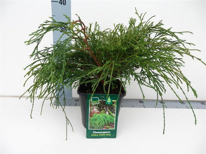 Chamaecyparis pisifera &