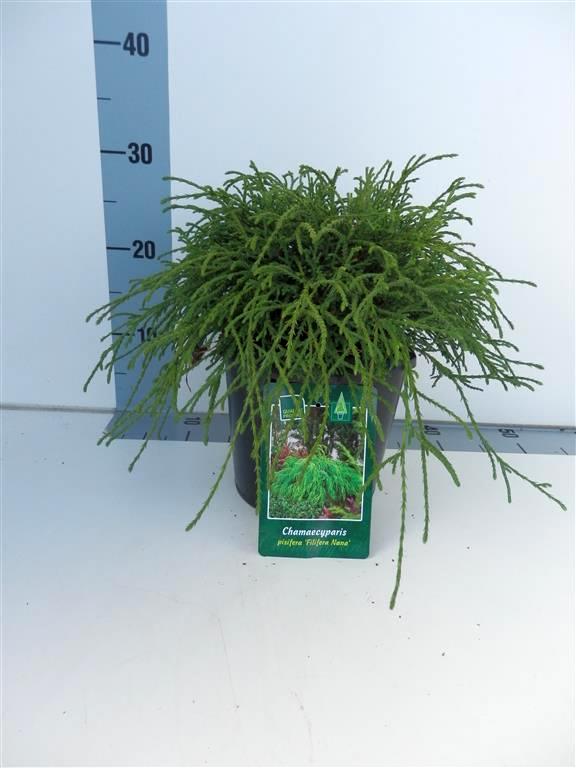 Ädelcypress p. &