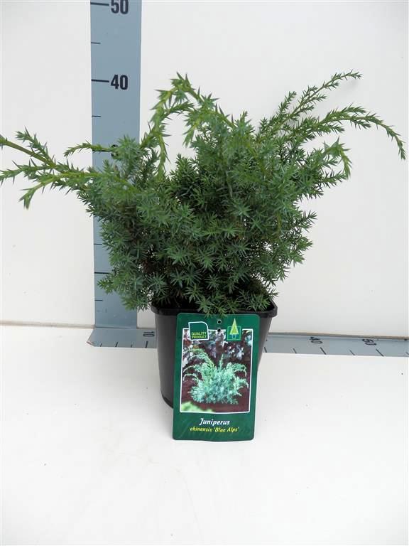 Juniperus chin. &