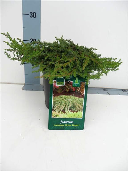 Juniperus comm. &