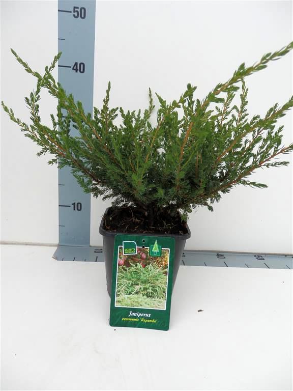 Juniperus comm. &