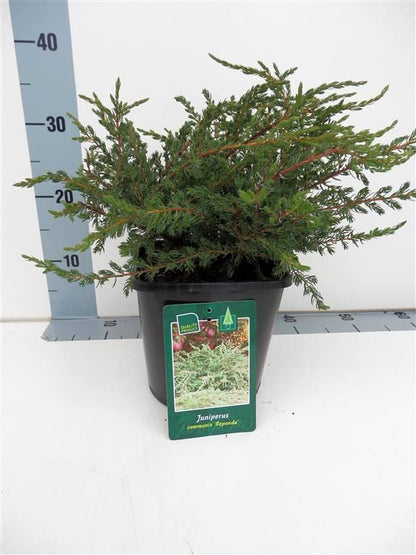 Juniperus comm. &