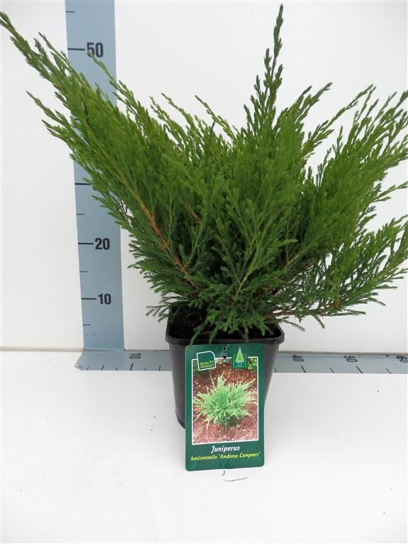 Juniperus horizontalis &