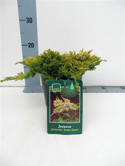 Juniperus hor. &
