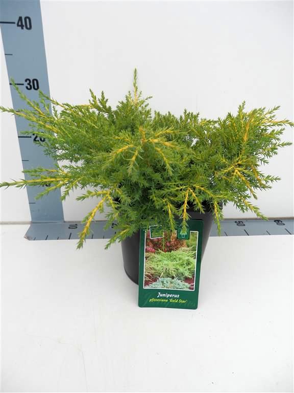 Juniperus pf. &