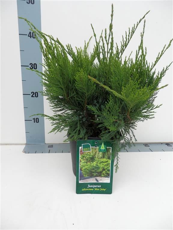 Juniperus pf. &