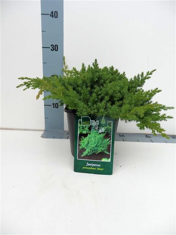 Juniperus proc. &