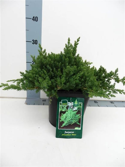 Juniperus proc. &
