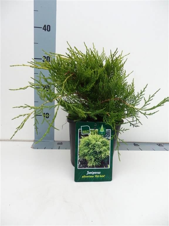 Juniperus pf. &