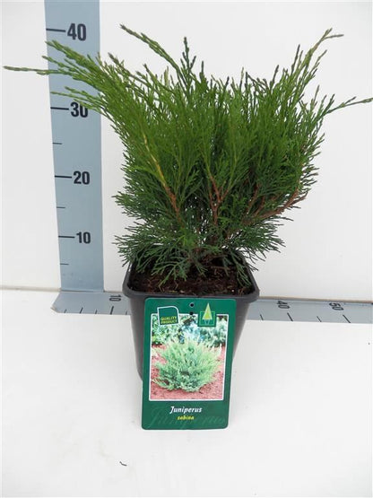Juniperus sabina C2 (2 liters kruka) 20-25 cm