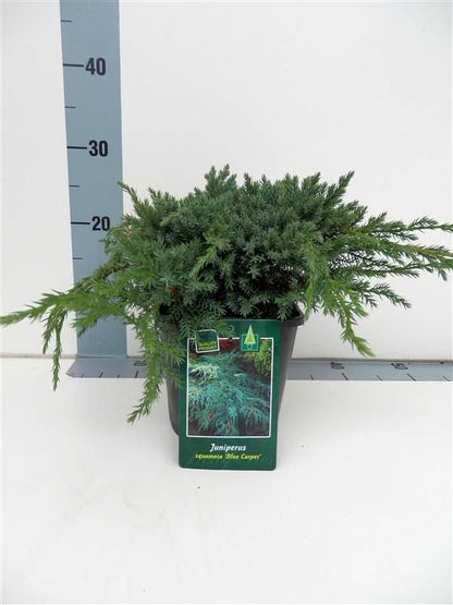 Juniperus squamata &
