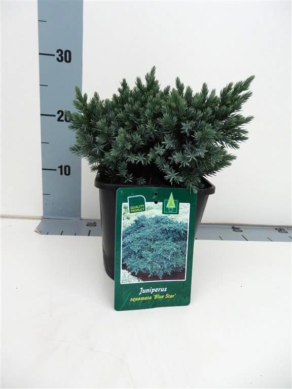 Juniperus squamata &