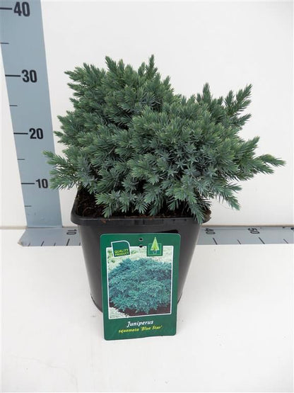 Juniperus squamata &