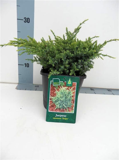 Juniperus squa. &