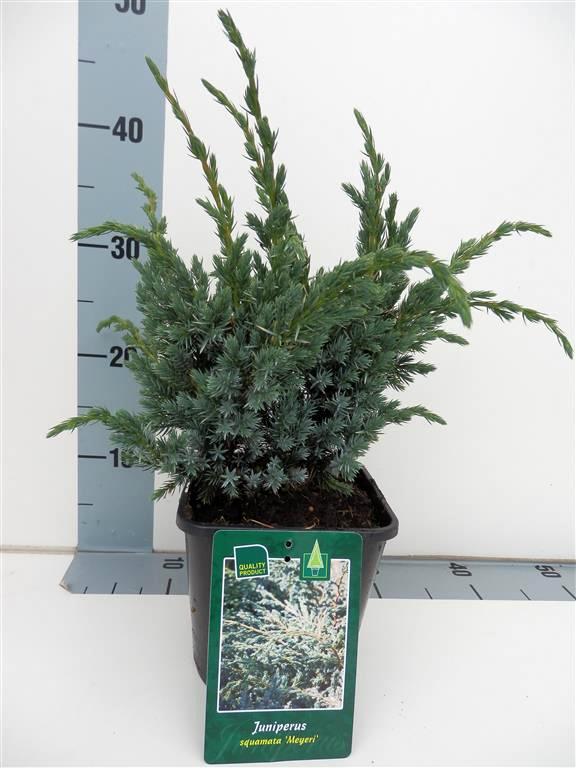 Juniperus squamata &