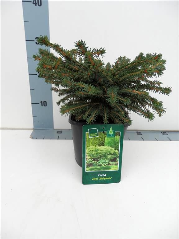 Picea abies &