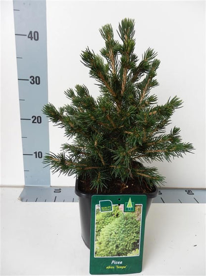 Picea abies &
