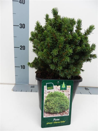 Picea gl. &