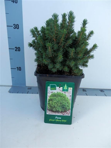 Picea gl. 'Alberta Globe'