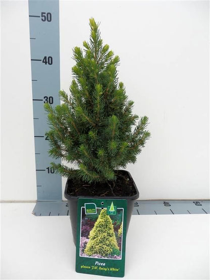 Picea glauca &