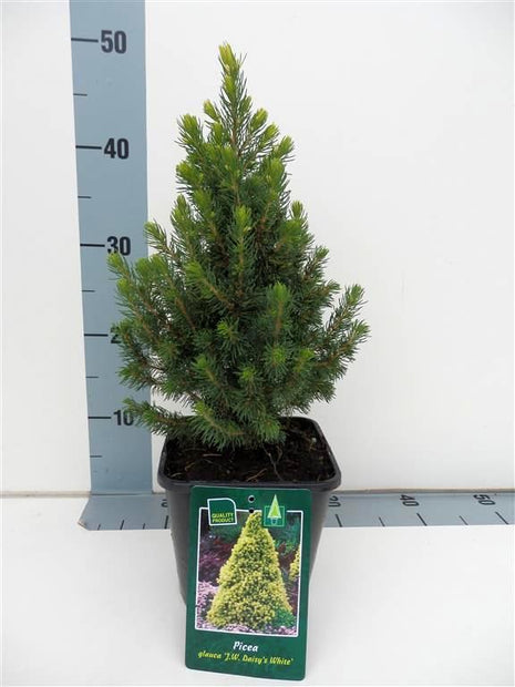 Picea gl. 'Daisy's White'