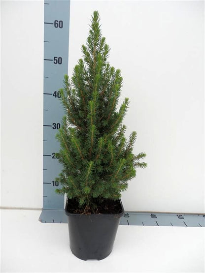 Picea glauca &